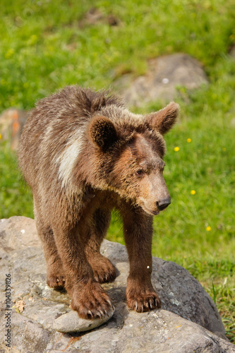 Young Grizzly bear  Ursus arctos 