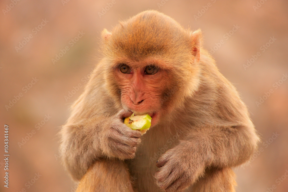 Fototapeta premium Portrait of Rhesus macaque eating