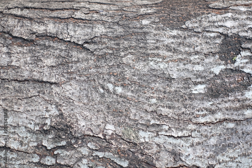 texture of bark wood use as natural background texture of bark wood use as natural background