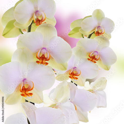 Orchid.beautiful flower