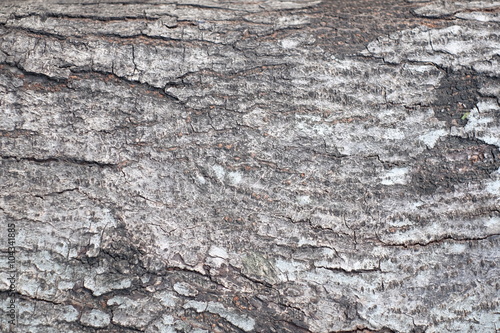 texture of bark wood use as natural background