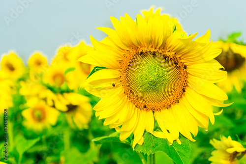 sunflower in the public garden