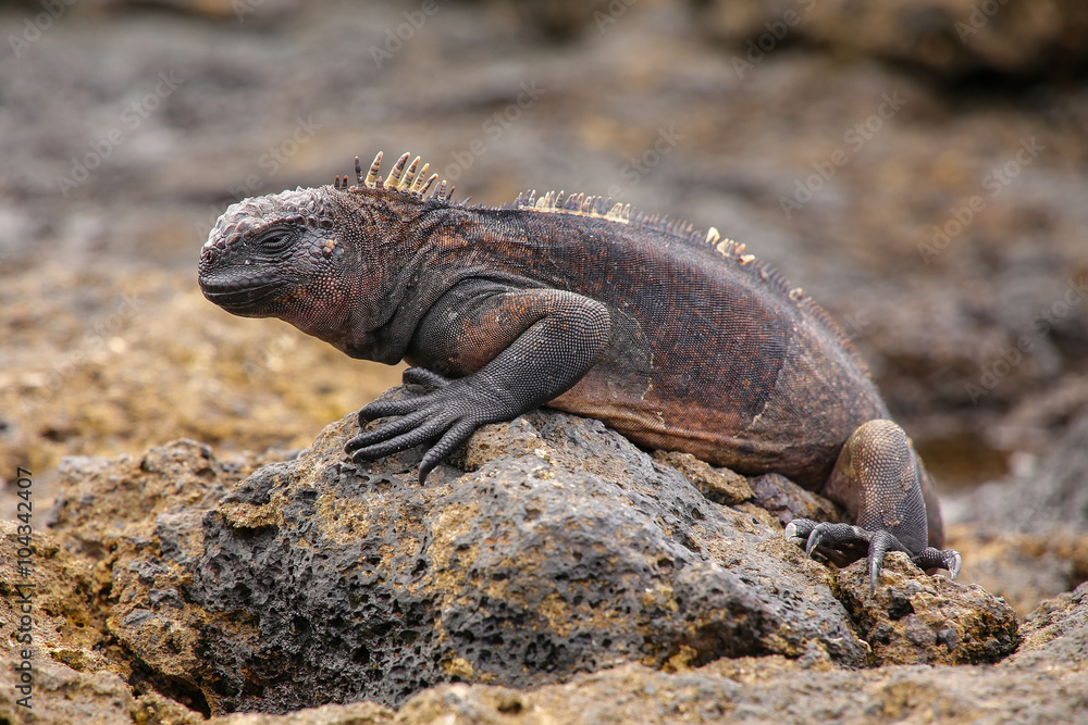 Marine Iguana on Chinese Hat island, Galapagos National Park, Ec Marine Iguana on Chinese Hat island, Galapagos National Park, Ec