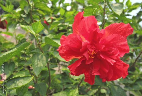 red hibiscus flower © pimonpim