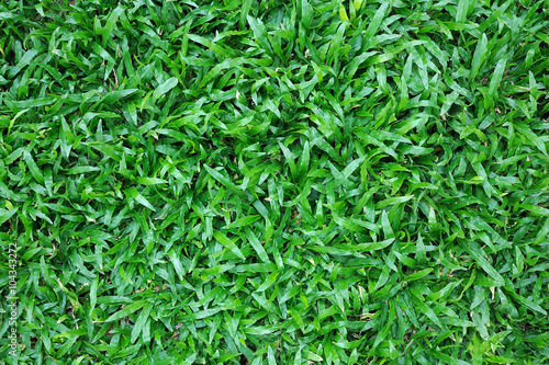 Green grass, natural green texture background