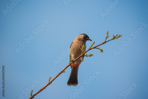 Perched Red-vented Bulbul Pycnonotus cafer at Taksin Maharach National Park ,Thailand photo