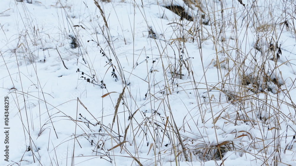 Dry Grass Under Snow, Slider Shot Dry Grass Under Snow, Slider Shot