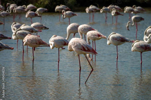 Pink Flamingo (Phoenicopterus ruber) in Camargue, France