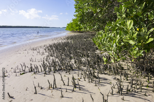 Snorkel roots of black mangroves in Florida