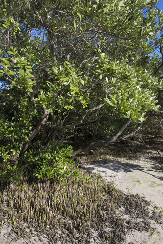 Black mangroves with pneumatophores rising above mud