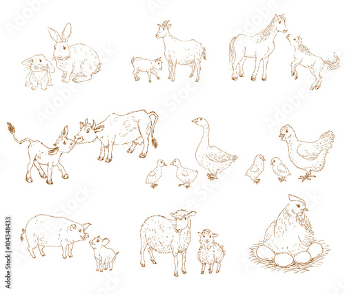 Baby and mother animals