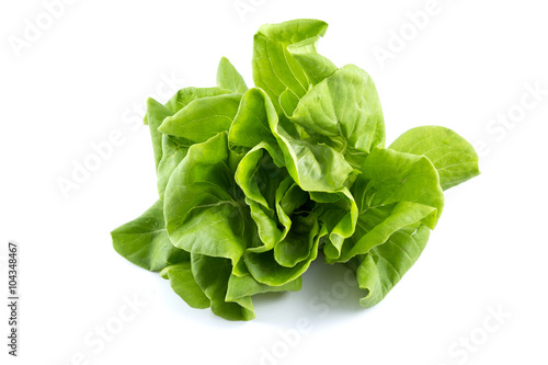 Hydroponic vegetable on white background