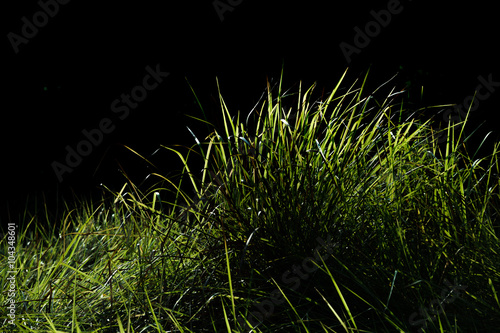 Green grass field background.