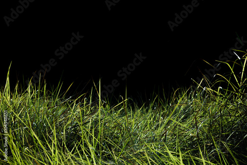 Green grass field background.