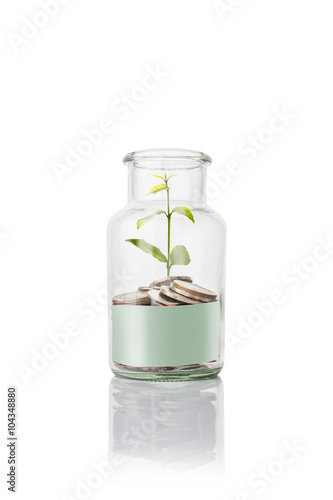 coins in jar with  empty space for text   plant grow up