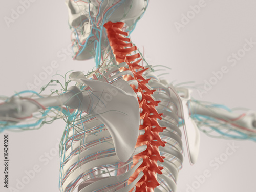 Foto Human anatomy spine pain highlighted in red. Skeleton view.