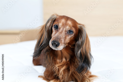 Dachshund dog