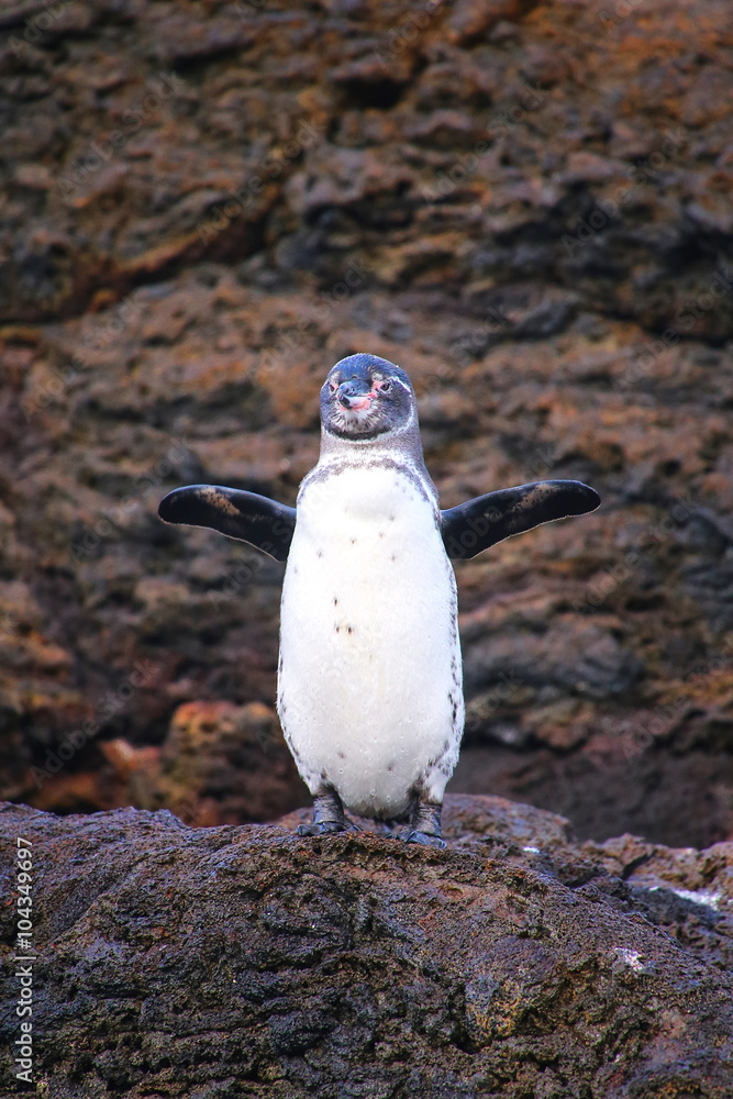 Naklejka premium Galapagos Penguin standing on rocks, Bartolome island, Galapagos