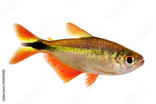 buenos aires tetra Hyphessobrycon anisitsi tropical aquarium fish