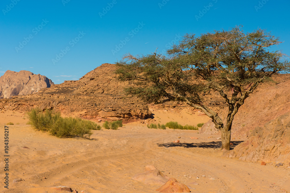 dry desert and tree sinai egypt