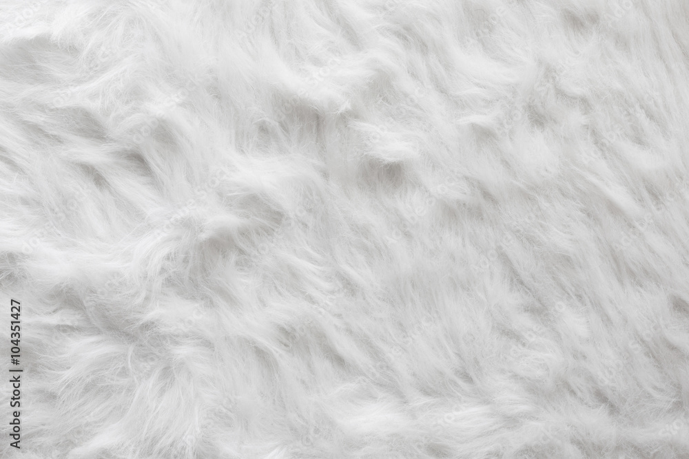 Obraz premium Sheep wool fur background texture wallpaper.