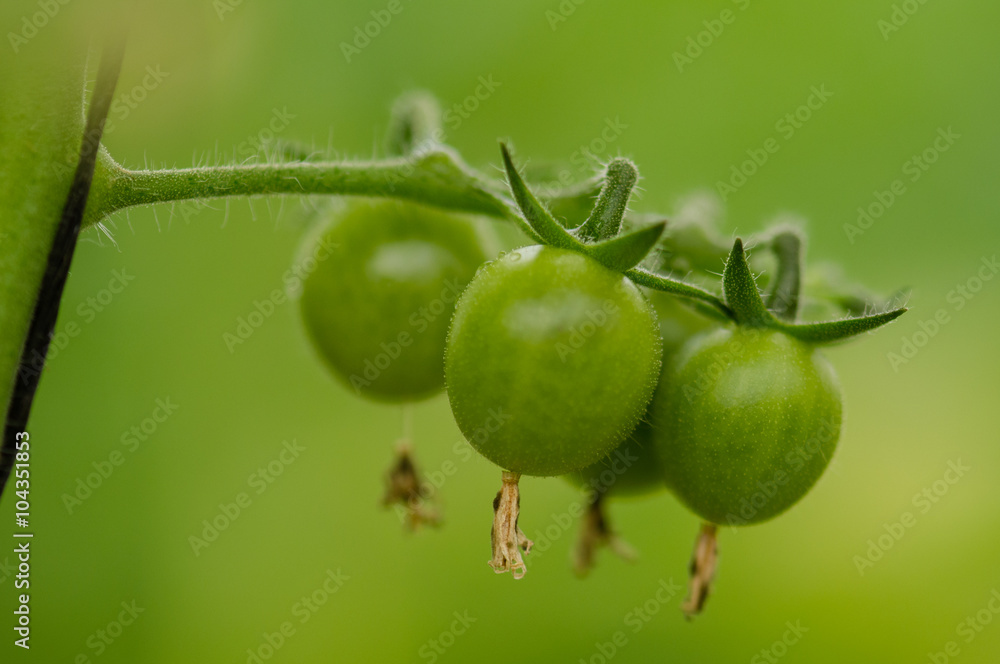 Fototapeta premium Growing cherry tomatoes in greenhouse