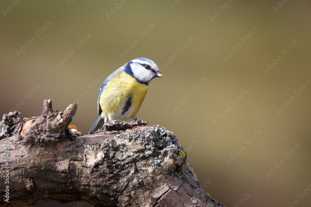 Fototapeta premium Blaumeise