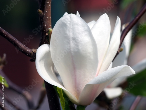 Magnolia x soulangeana 'Lennei Alba' photo