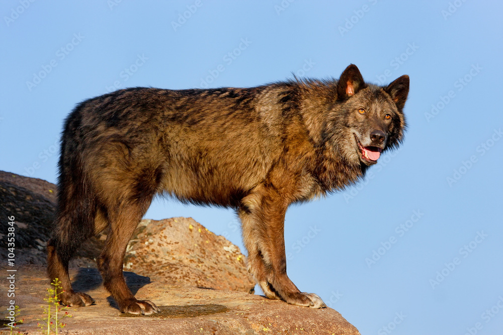 Fototapeta premium Gray wolf (Canis lupus)
