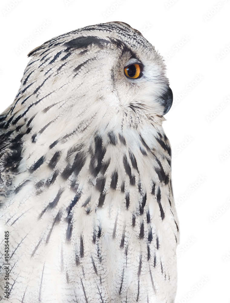 Obraz premium big isolated white owl portrait