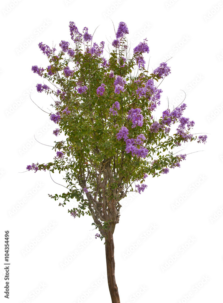 small isolated tree with lilac blossom