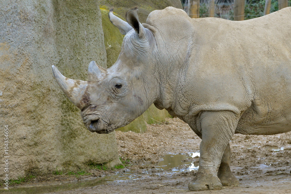 Naklejka premium Rhinocéros