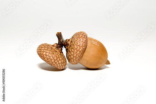 Wallpaper Mural One  brown acorn  with hat on over white Torontodigital.ca