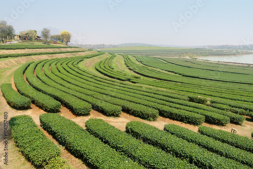 Tea plantation in Chiang Rai, Thailand
