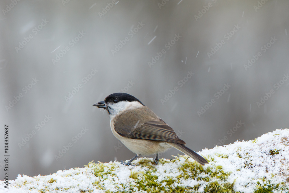 Naklejka premium Sumpfmeise