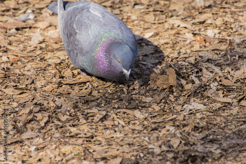 餌を探すカワラバト photo