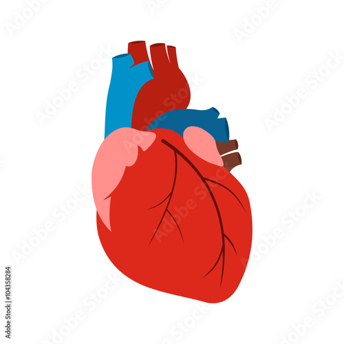 Human heart icon