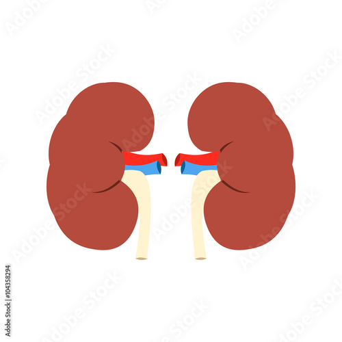 Human kidney icon