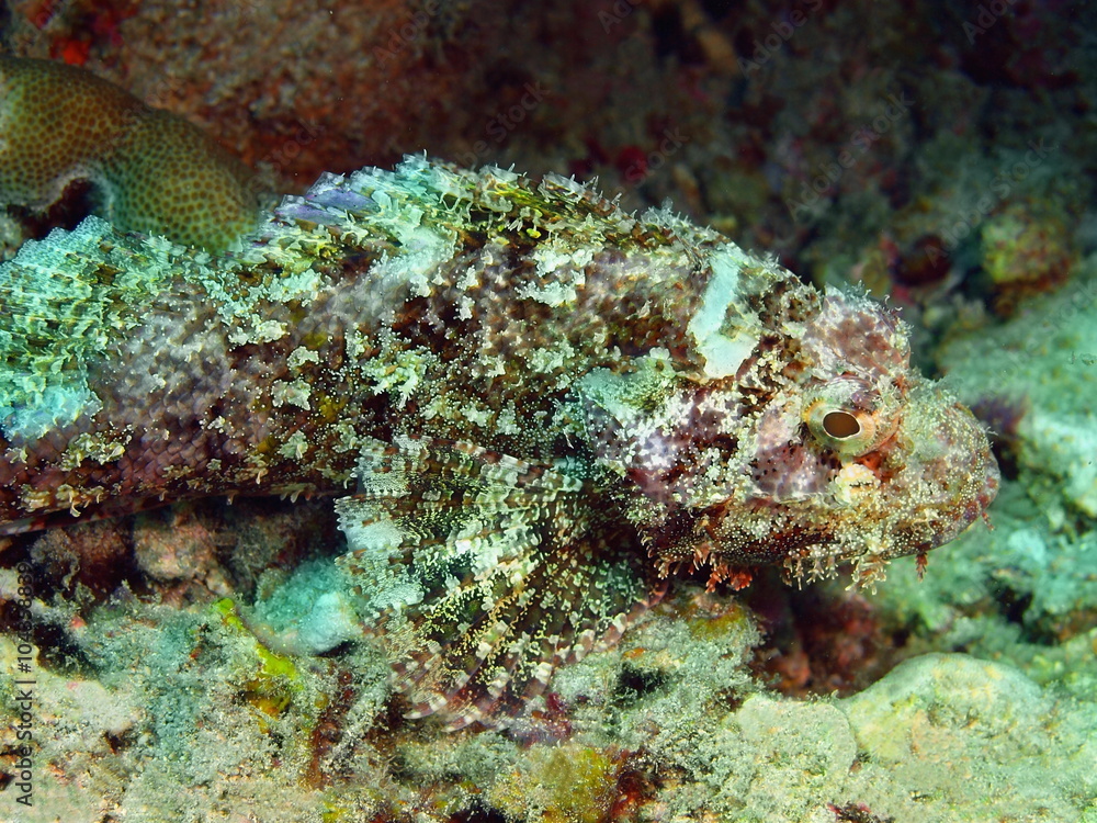 Scorpionfish, Island Bali