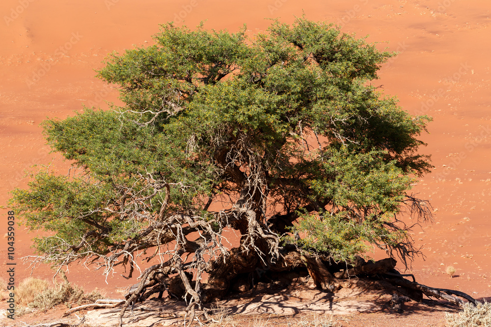 Hidden Vlei in Namib desert