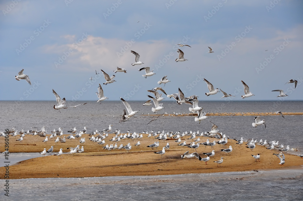Gulls in the sky, beach, Baltic Sea