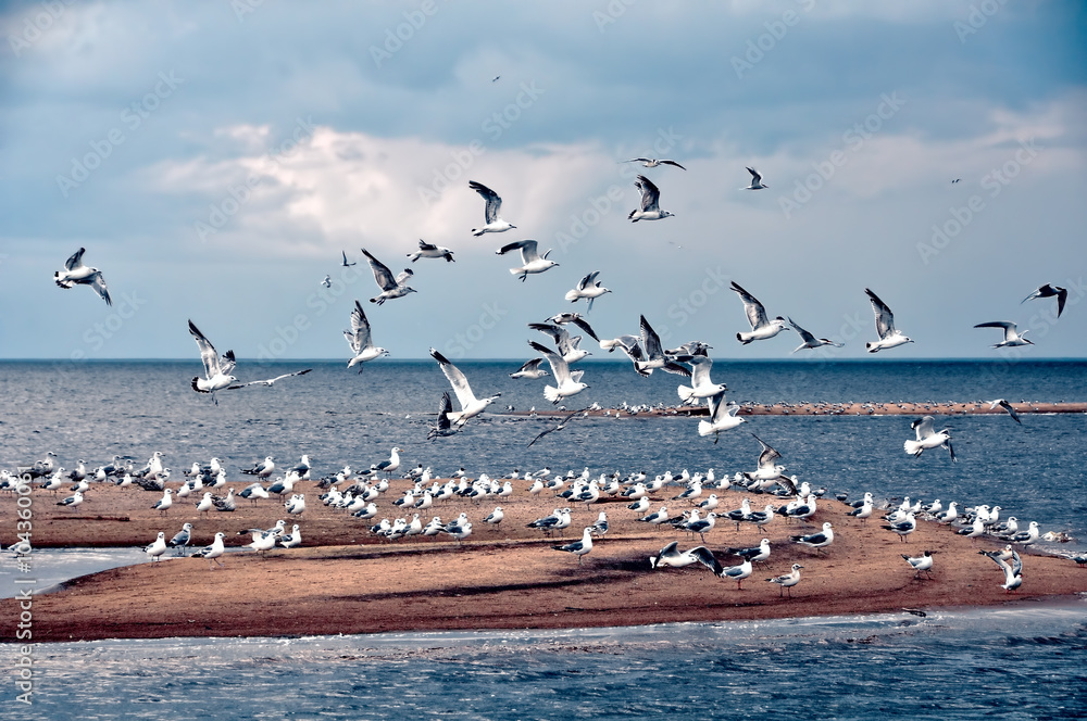 Gulls in the sky, beach, Baltic Sea