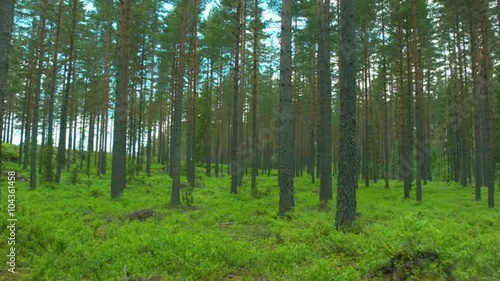 Flight trough forest