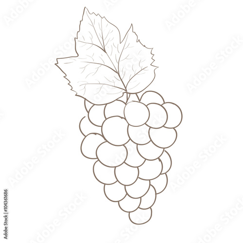 Grape. sketch.