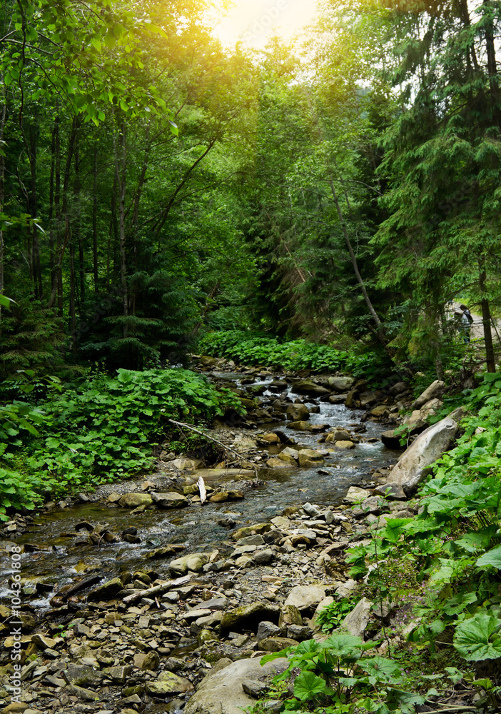 Green leafy forest Green leafy forest
