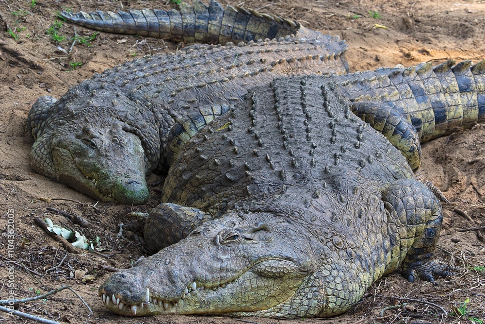 Fototapeta premium couple of crocodiles having a rest at kruger national park