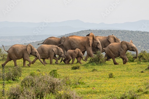 elephants running at addo elephant park south africa