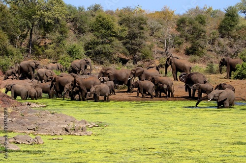 Photography herd of elephants