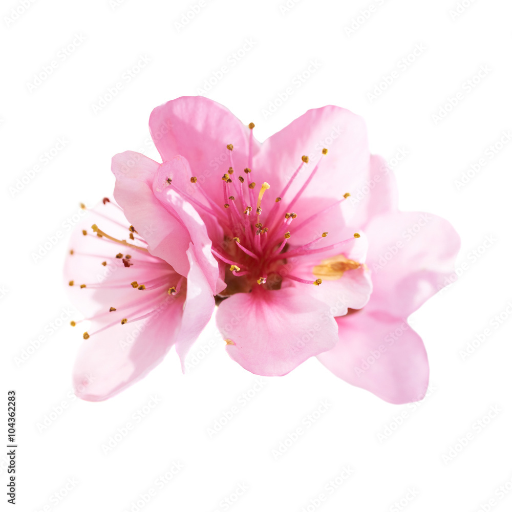 Naklejka premium Almond pink flowers isolated on white