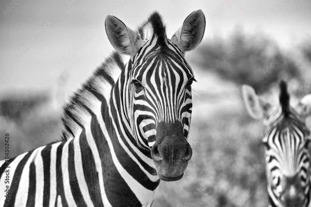 Naklejka premium portrait of a zebra at etosha namibia